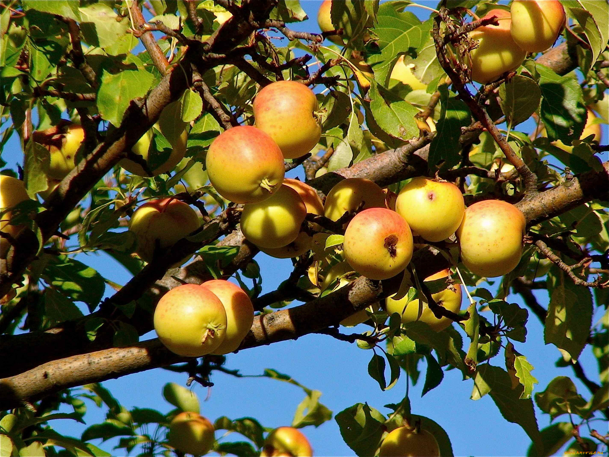 Сербская яблоня плоды